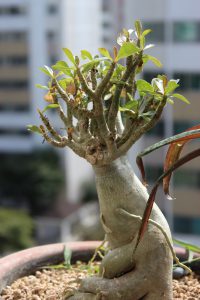 ginseng-benjamin-99361_1280